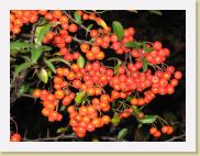 2005-10-24 18-14-42 Octobre 112,7mm 1_60_eme F4,9 * 2592 x 1944 * (2.17MB)